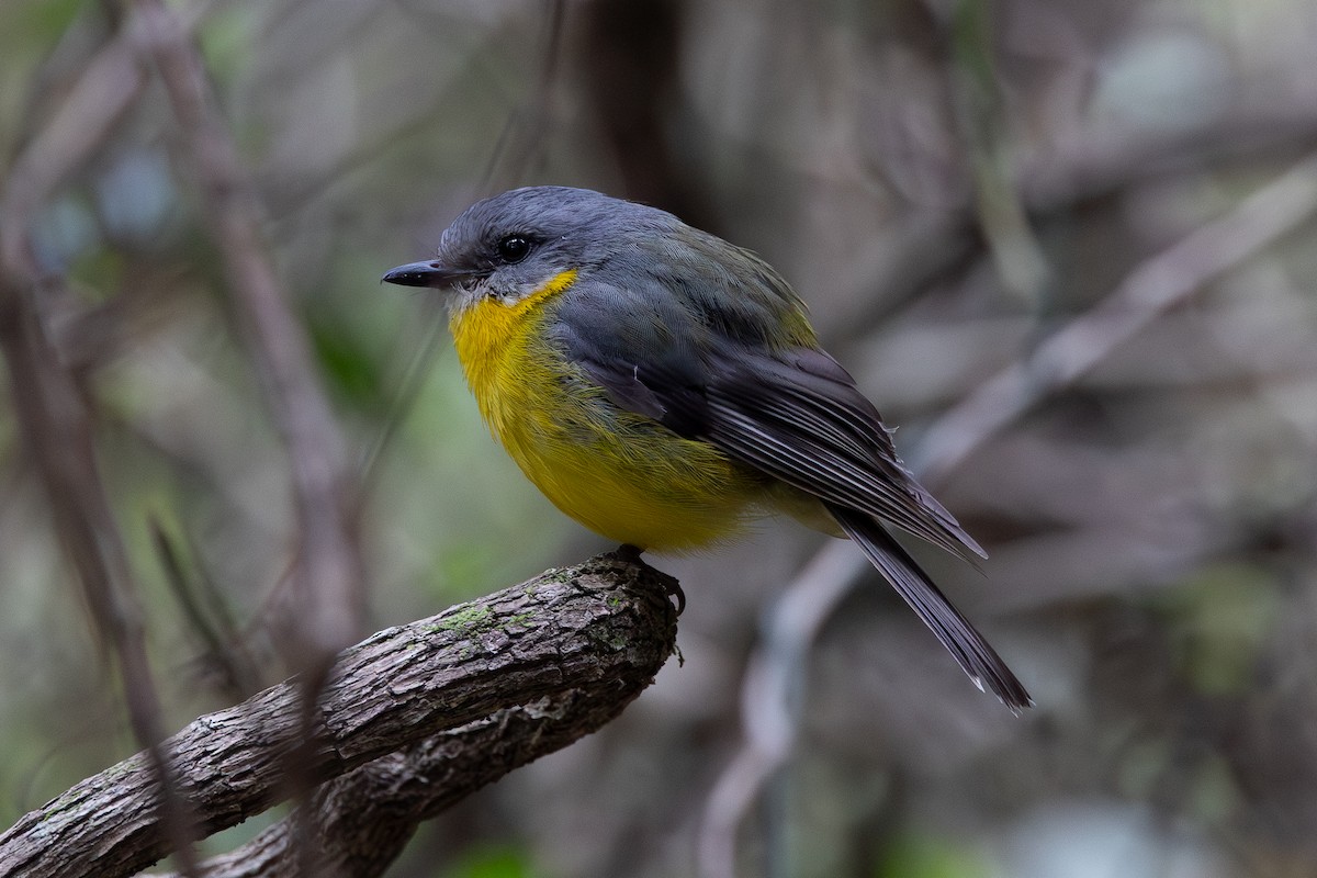 Королець жовтий - ML645028633