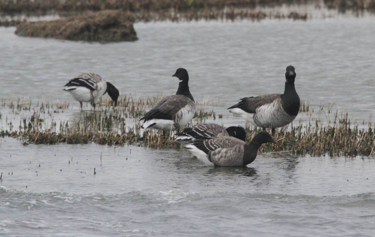 Brant - ML645028642