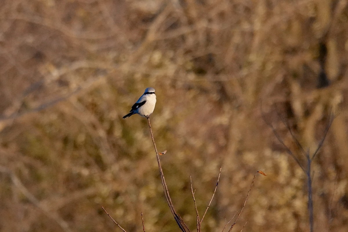 Northern Shrike - ML645028652