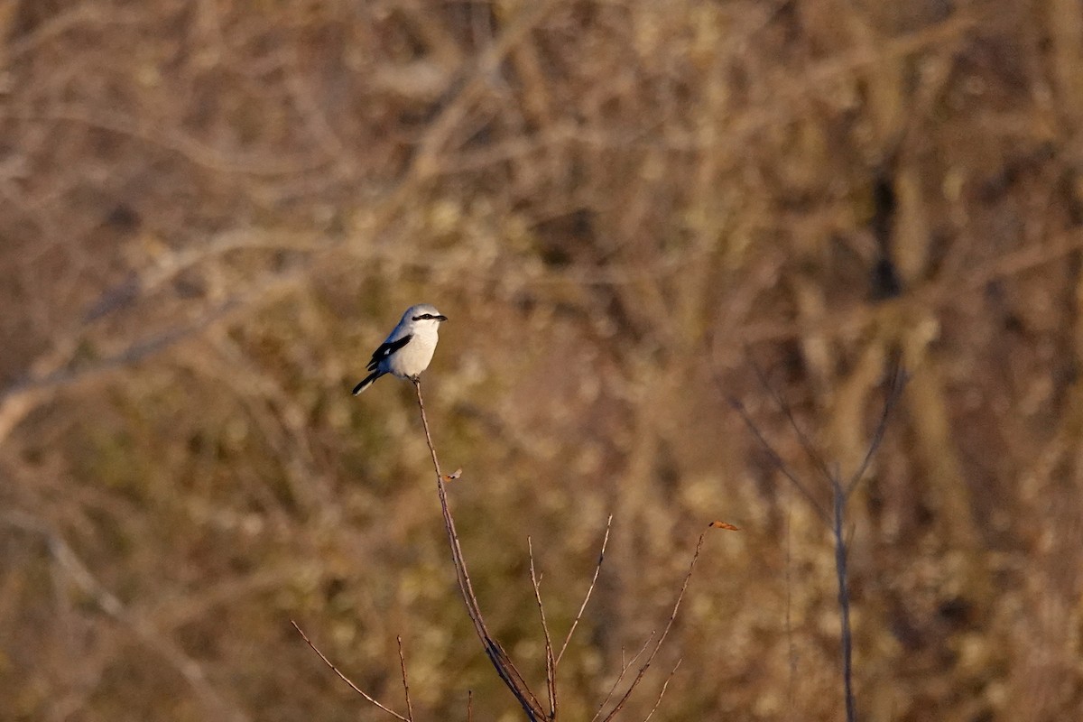 Northern Shrike - ML645028653