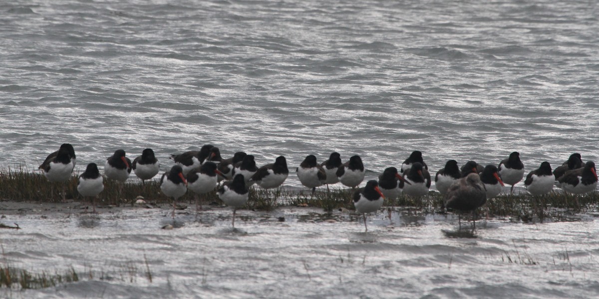 American Oystercatcher - ML645028658