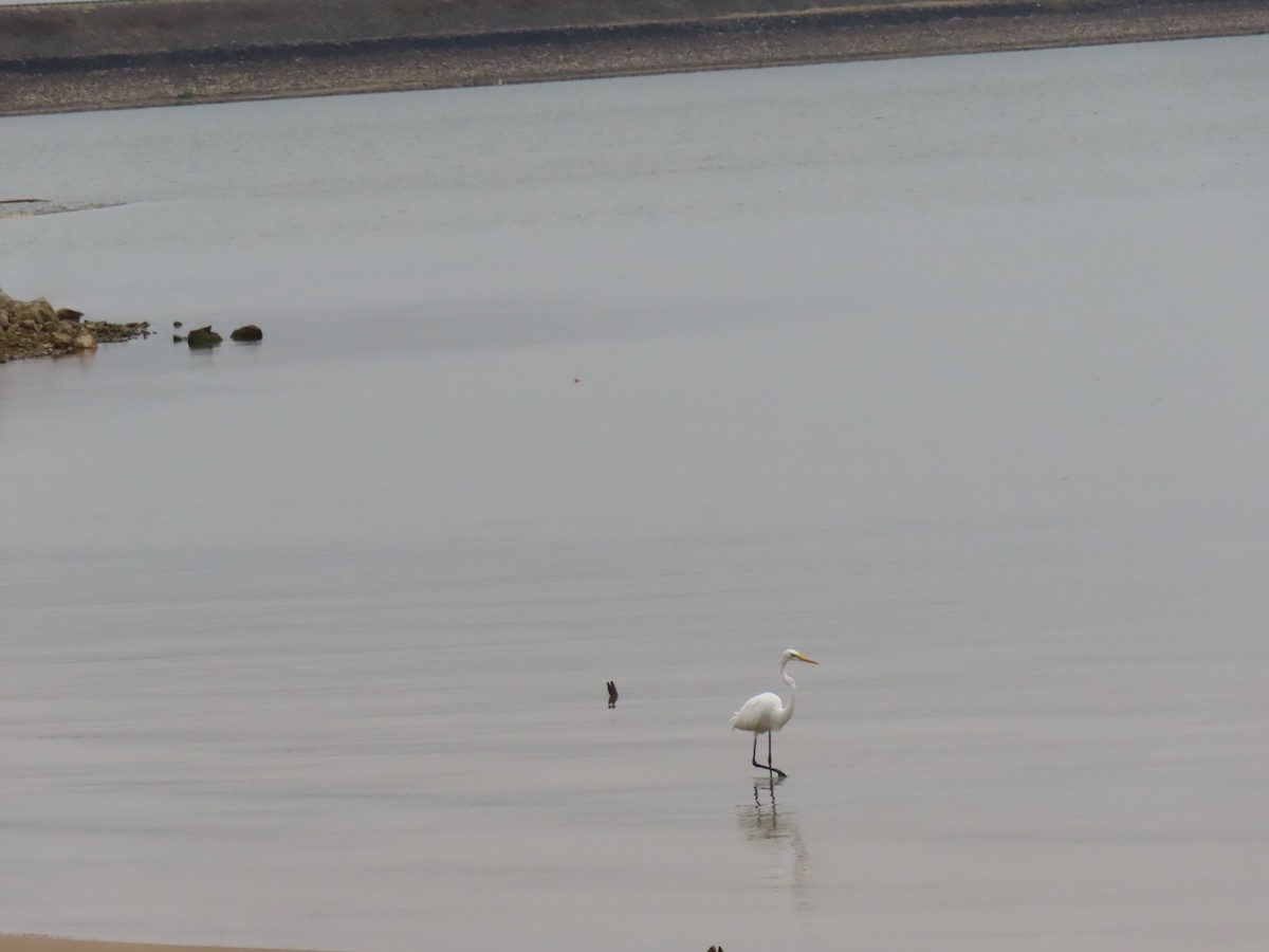 Great Egret - ML645028659