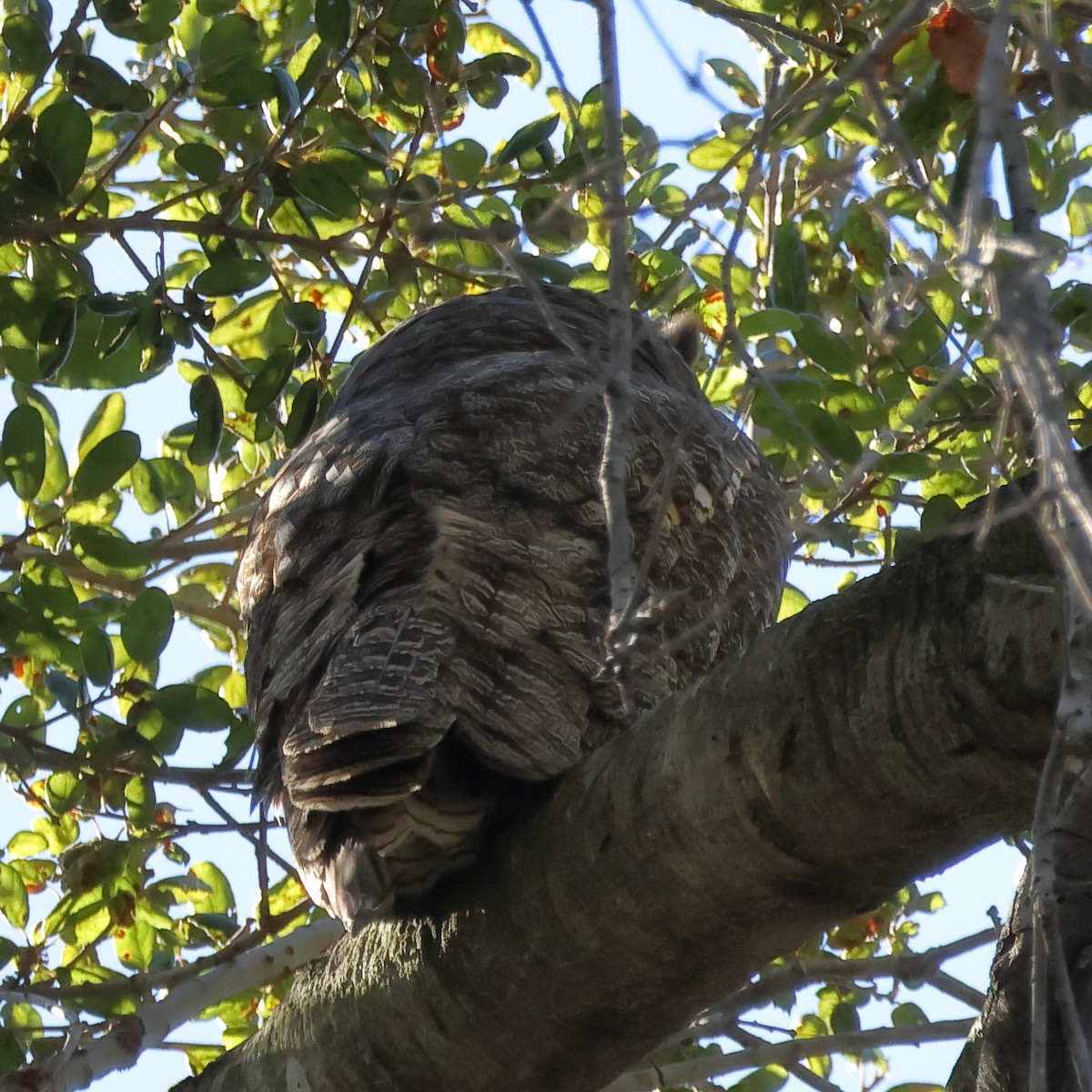 Great Horned Owl - ML645028664