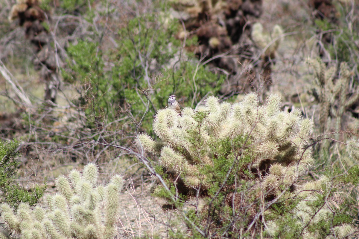 Cactus Wren - ML645028665