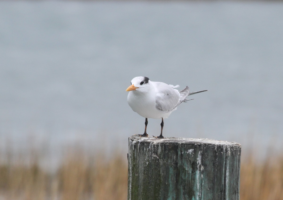 Royal Tern - ML645028669