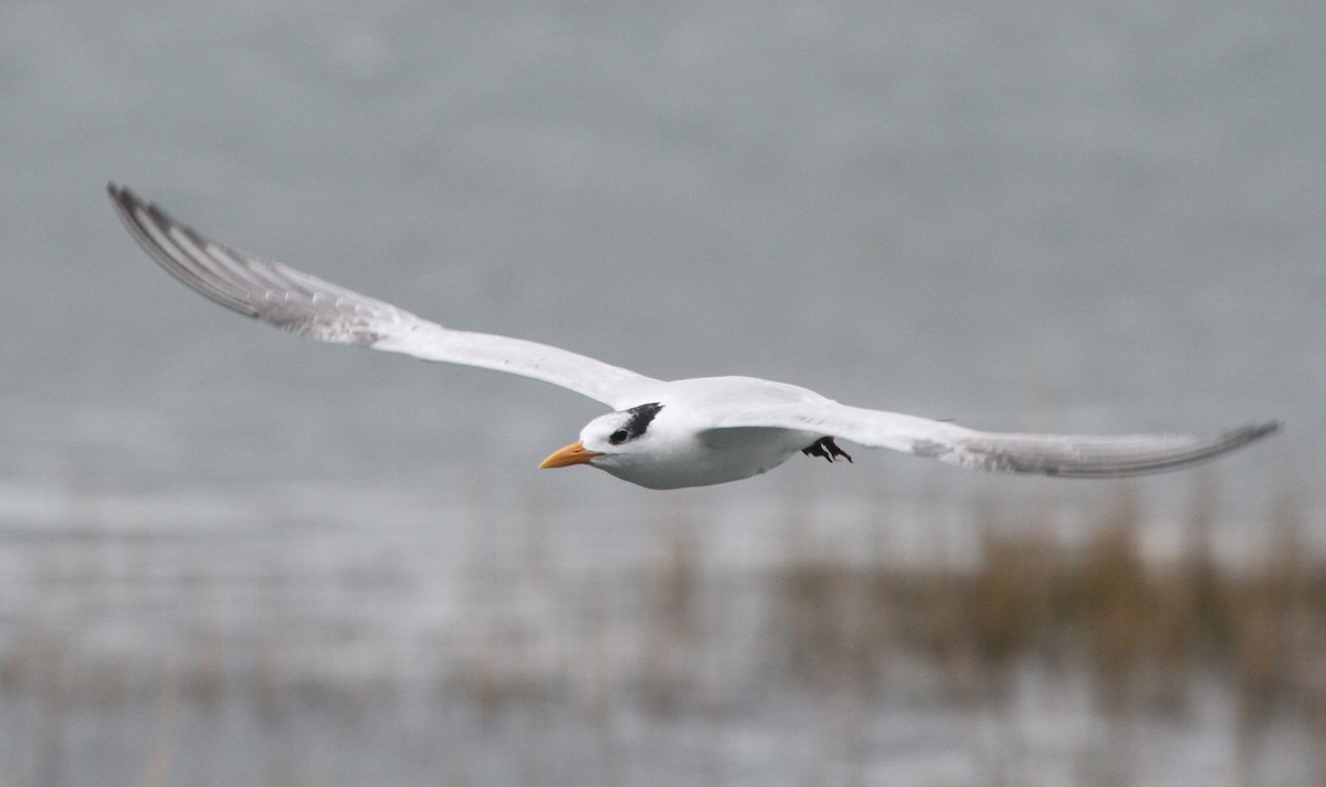 Royal Tern - ML645028670