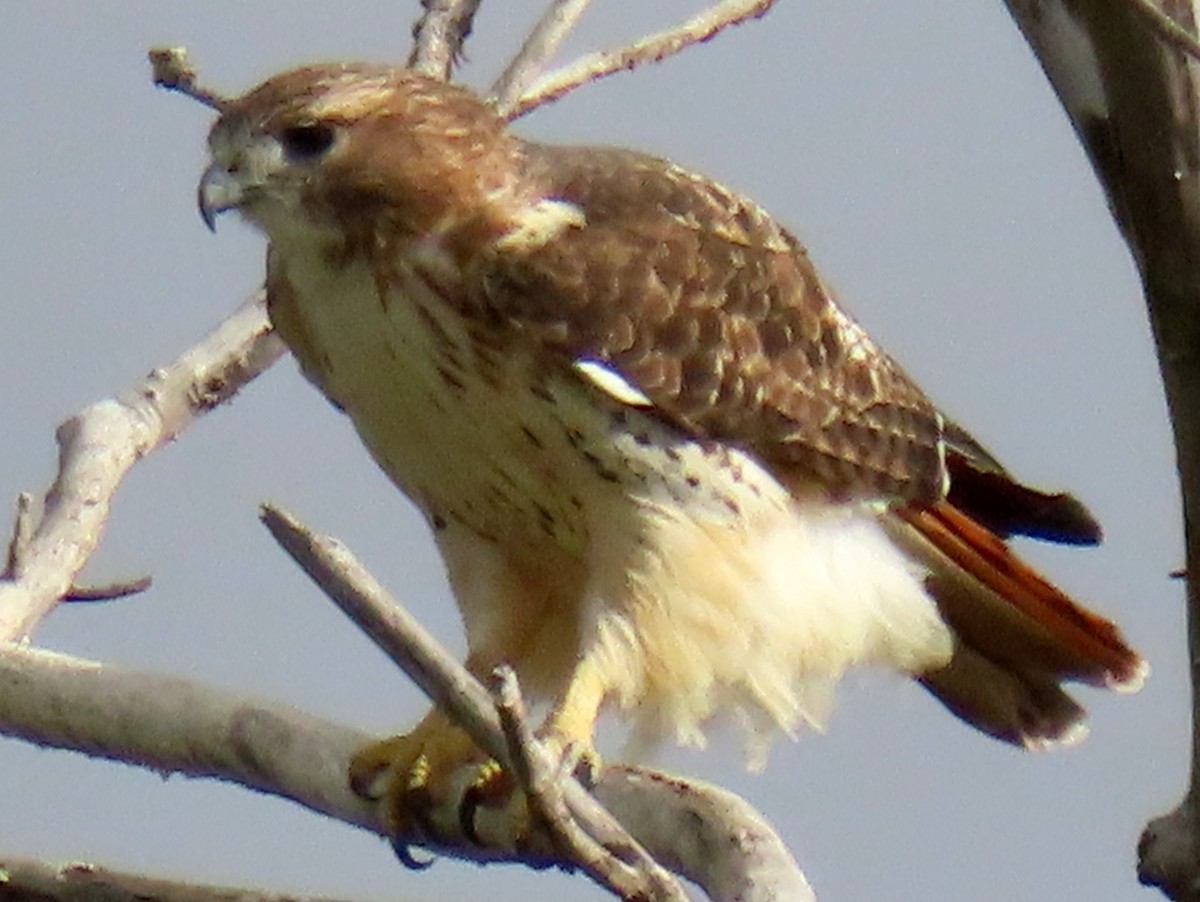 Red-tailed Hawk - ML645028673