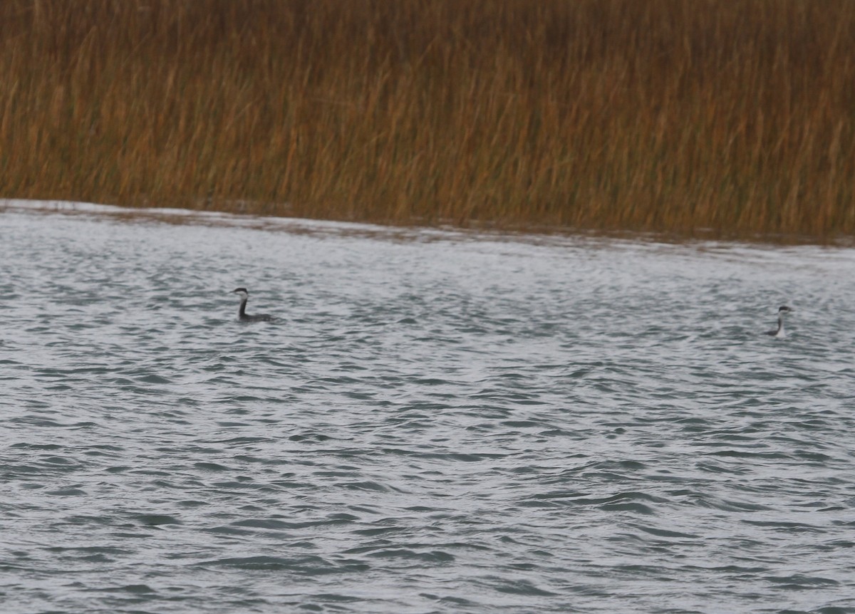 Horned Grebe - ML645028678