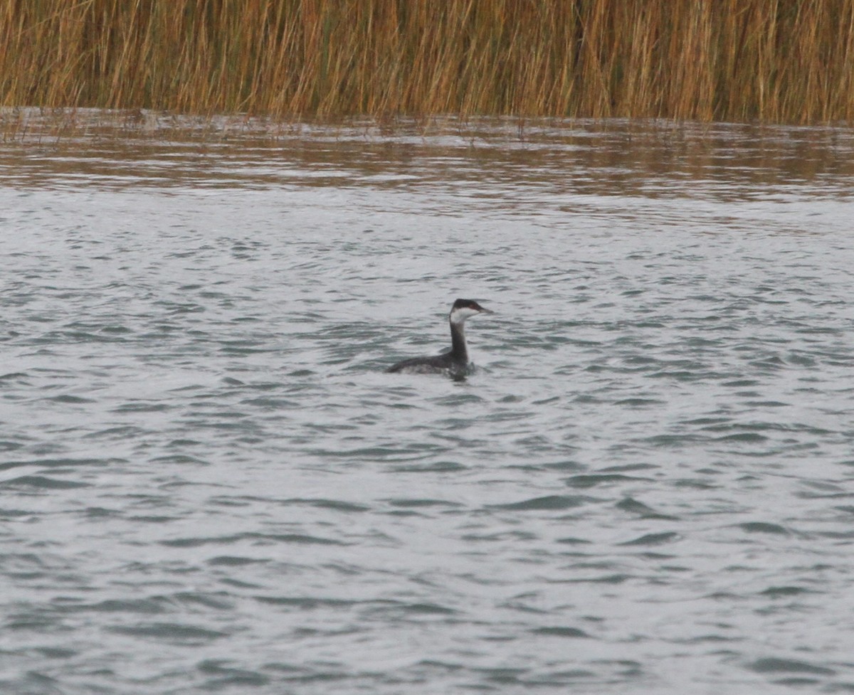 Horned Grebe - ML645028679