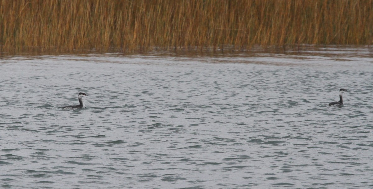 Horned Grebe - ML645028680