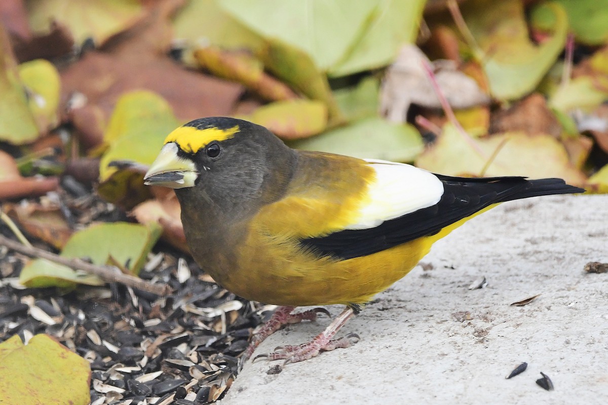 Evening Grosbeak - ML645028683