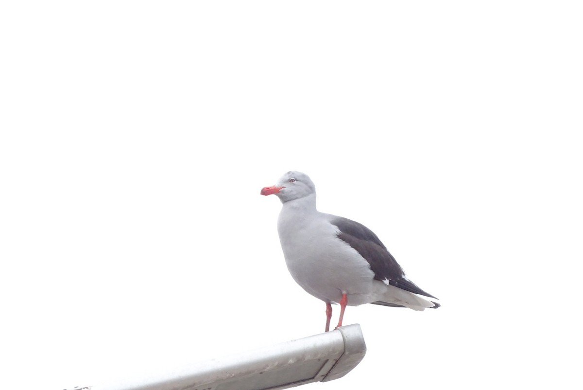 Dolphin Gull - ML645028684