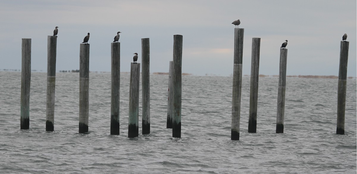 Double-crested Cormorant - ML645028688