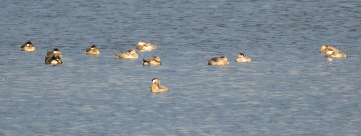 Schwarzkopf-Ruderente - ML645028695