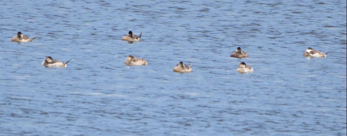 Schwarzkopf-Ruderente - ML645028696