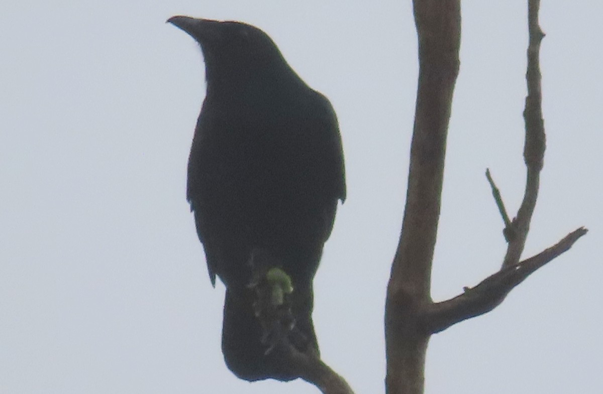 Fish Crow - ML645028705