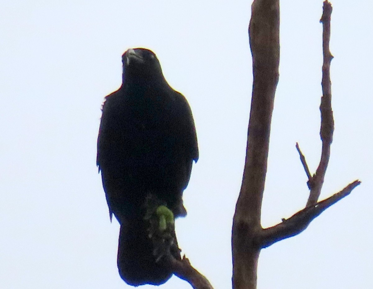 Fish Crow - ML645028707