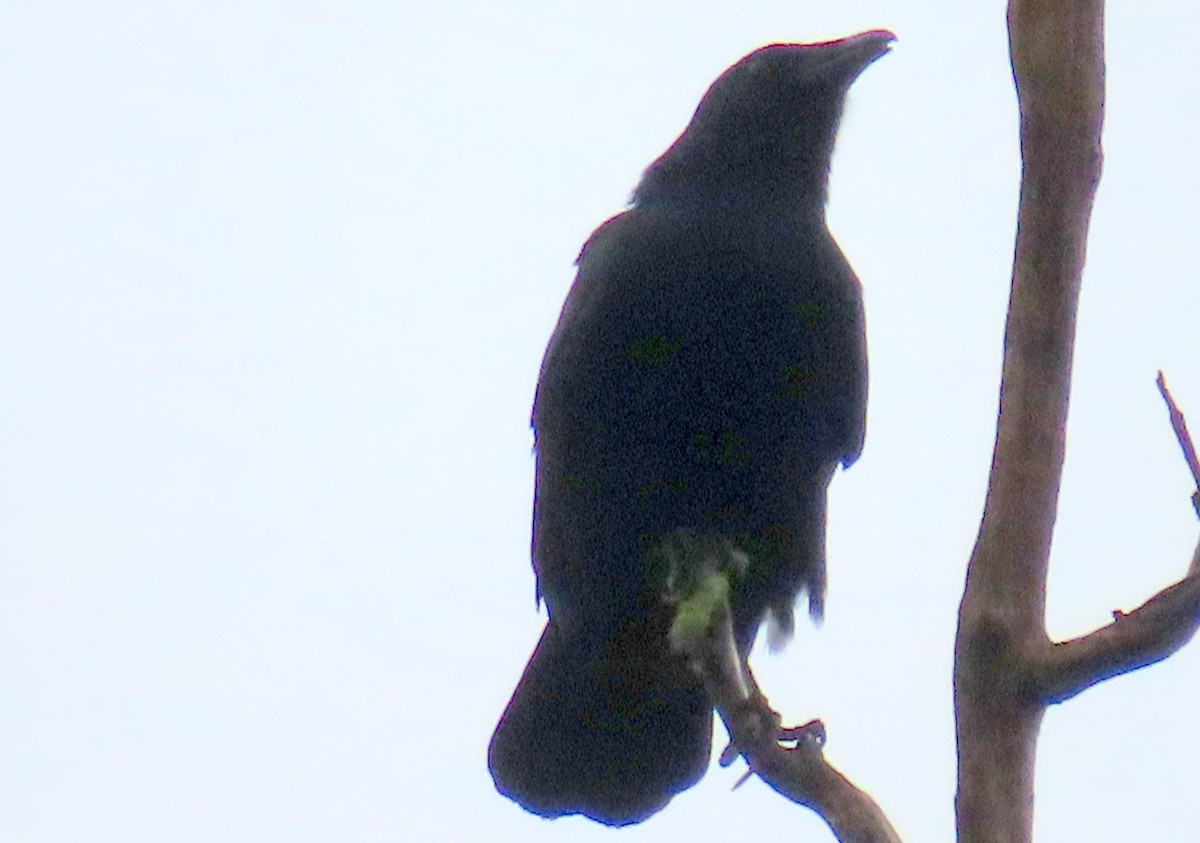 Fish Crow - ML645028708