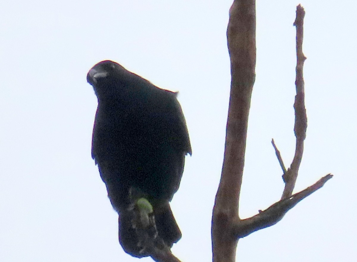 Fish Crow - ML645028709