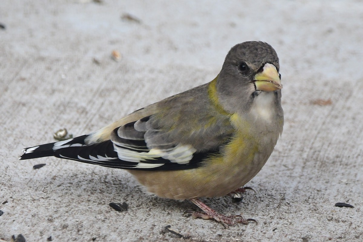 Evening Grosbeak - ML645028710