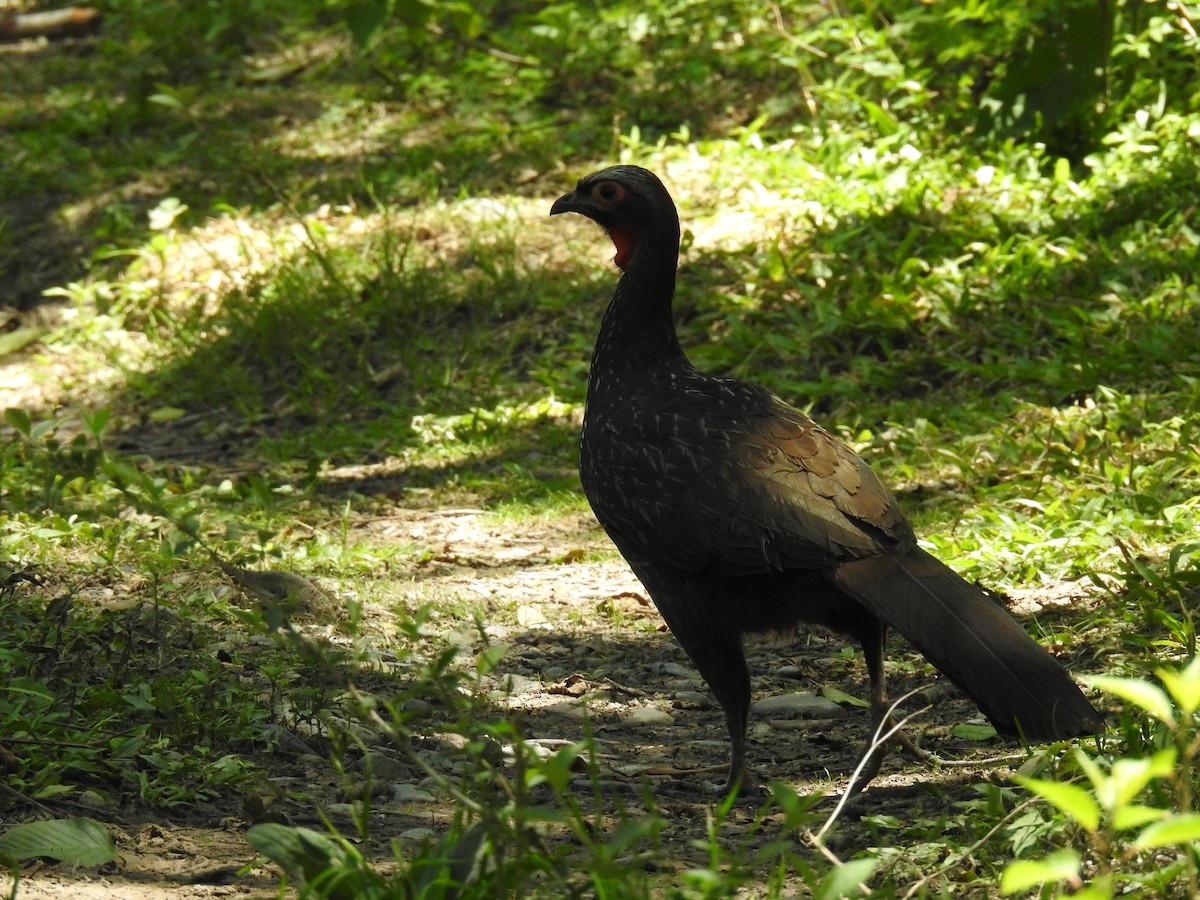 guan bolívijský - ML645028711