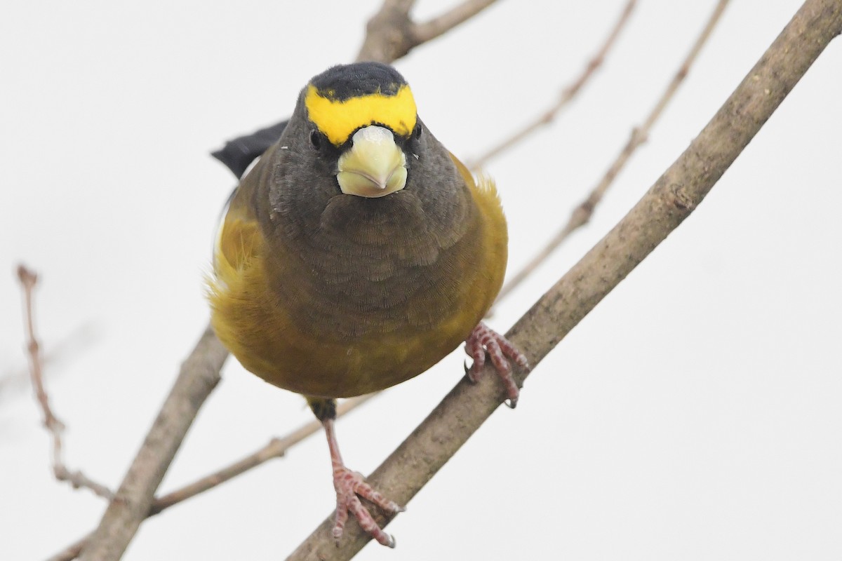 Evening Grosbeak - ML645028719