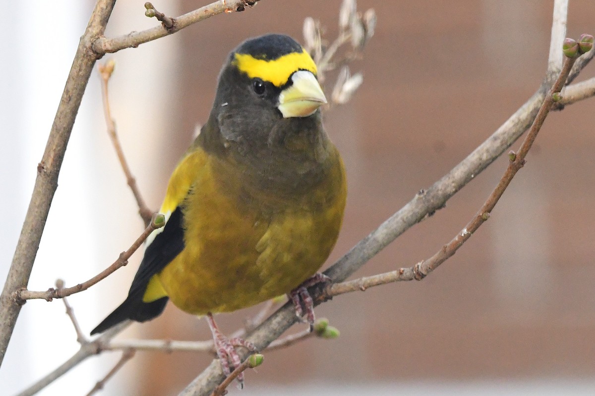 Evening Grosbeak - ML645028723