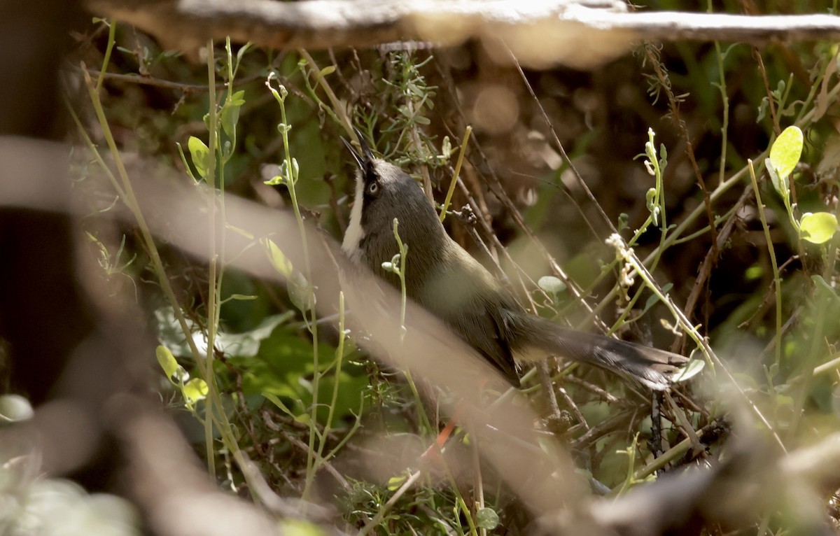 Bar-throated Apalis - ML645028769