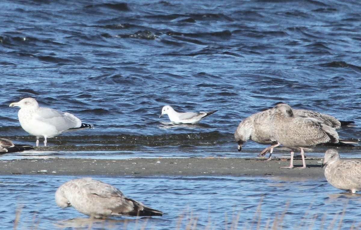 Bonaparte's Gull - ML645028775
