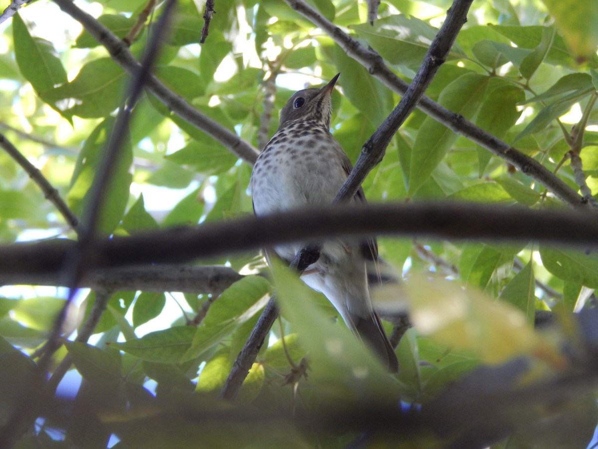Дрізд-короткодзьоб плямистоволий - ML645028784