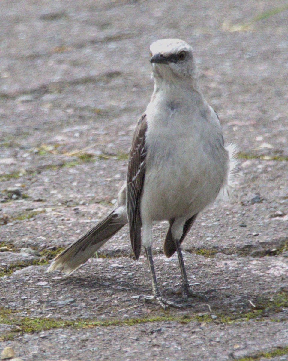 Tropikal Taklitçi - ML645028787