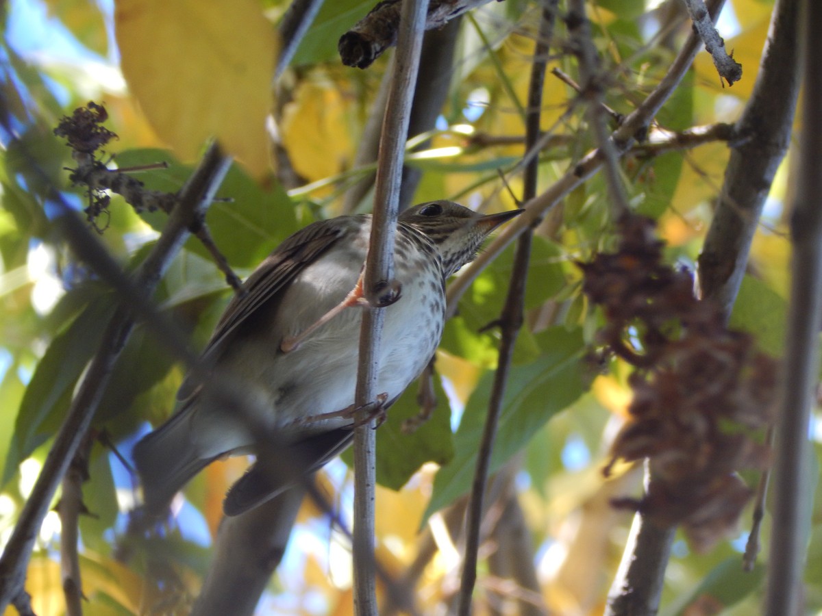 Дрізд-короткодзьоб плямистоволий - ML645028833