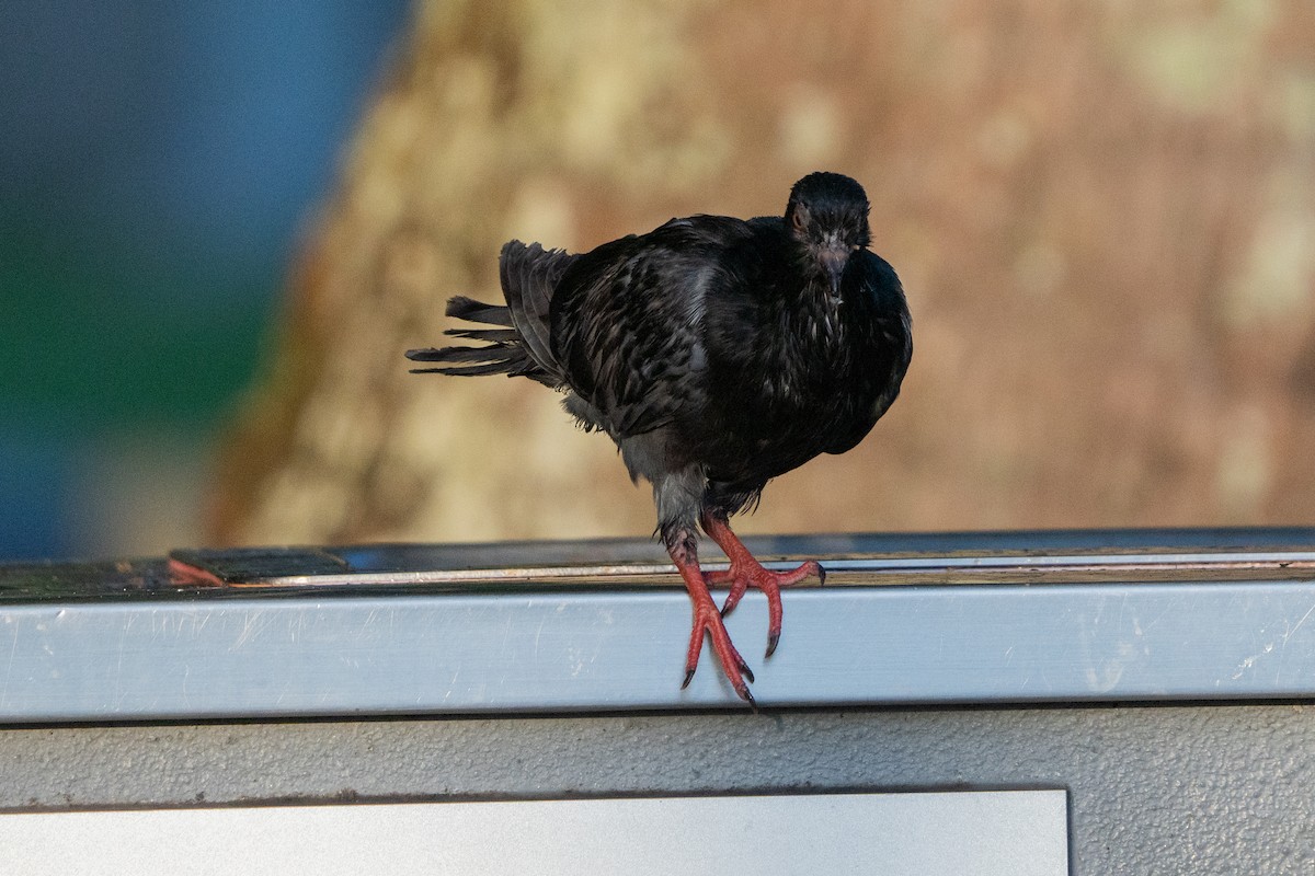 Haitz-usoa (etxekoa) - ML645028853