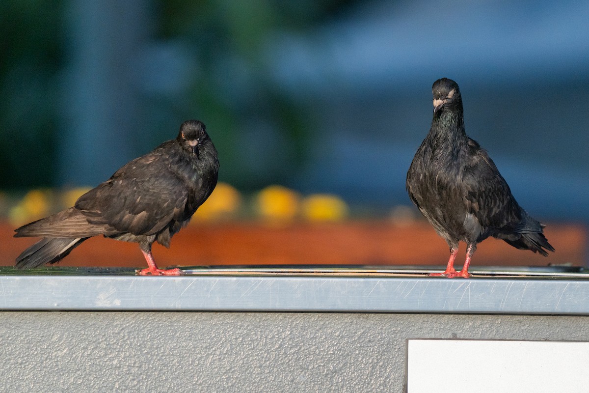 Haitz-usoa (etxekoa) - ML645028866