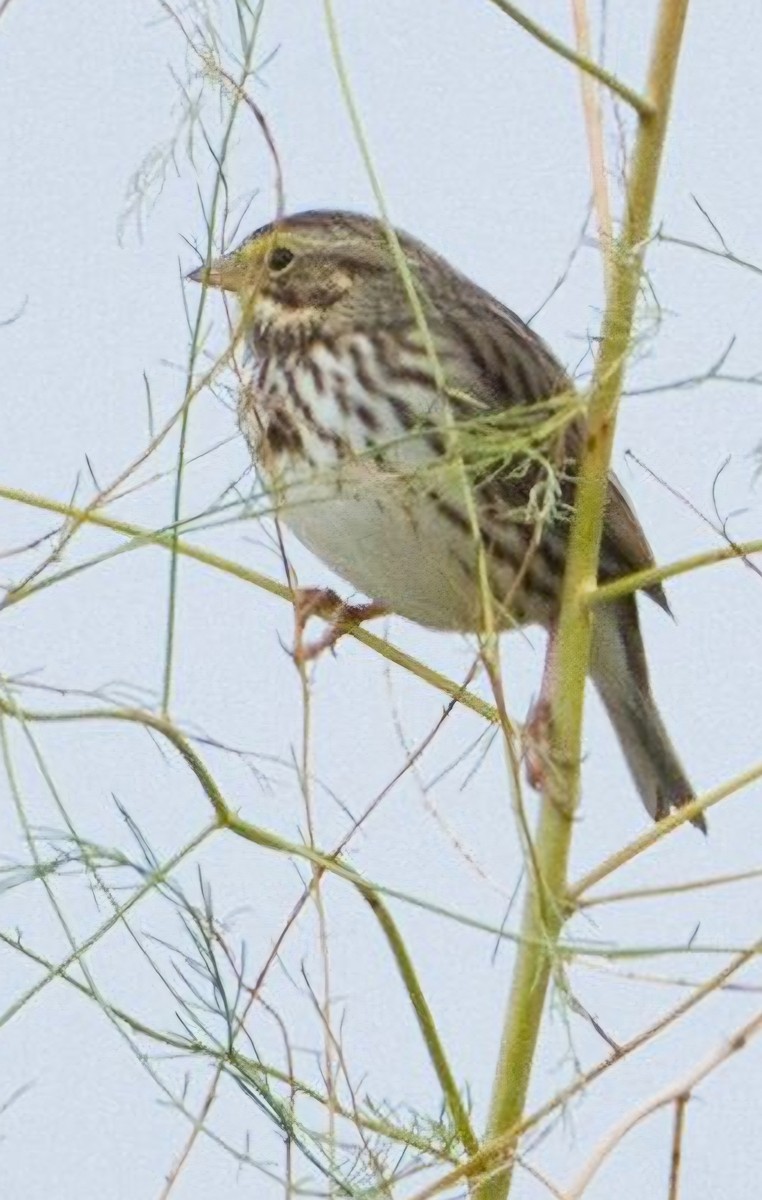 Savannah Serçesi - ML645028867