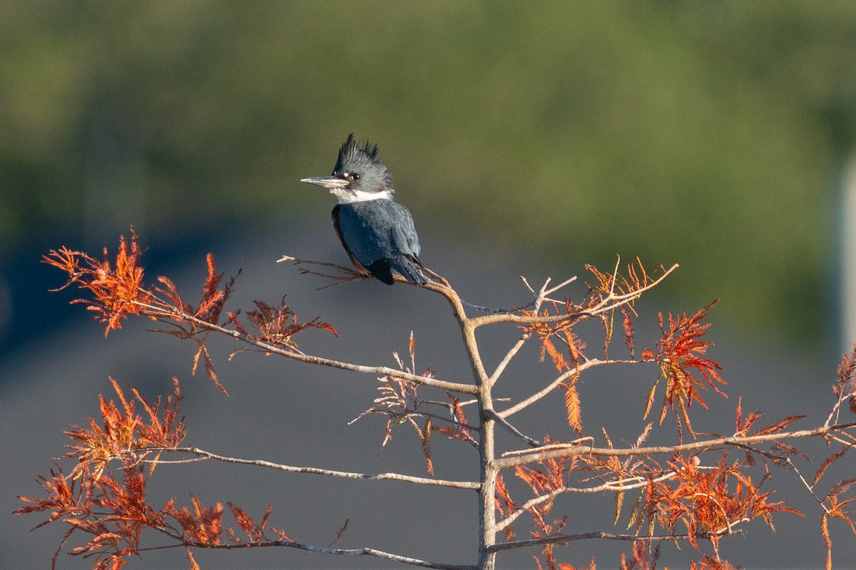 Martin handi iparramerikarra - ML645028886