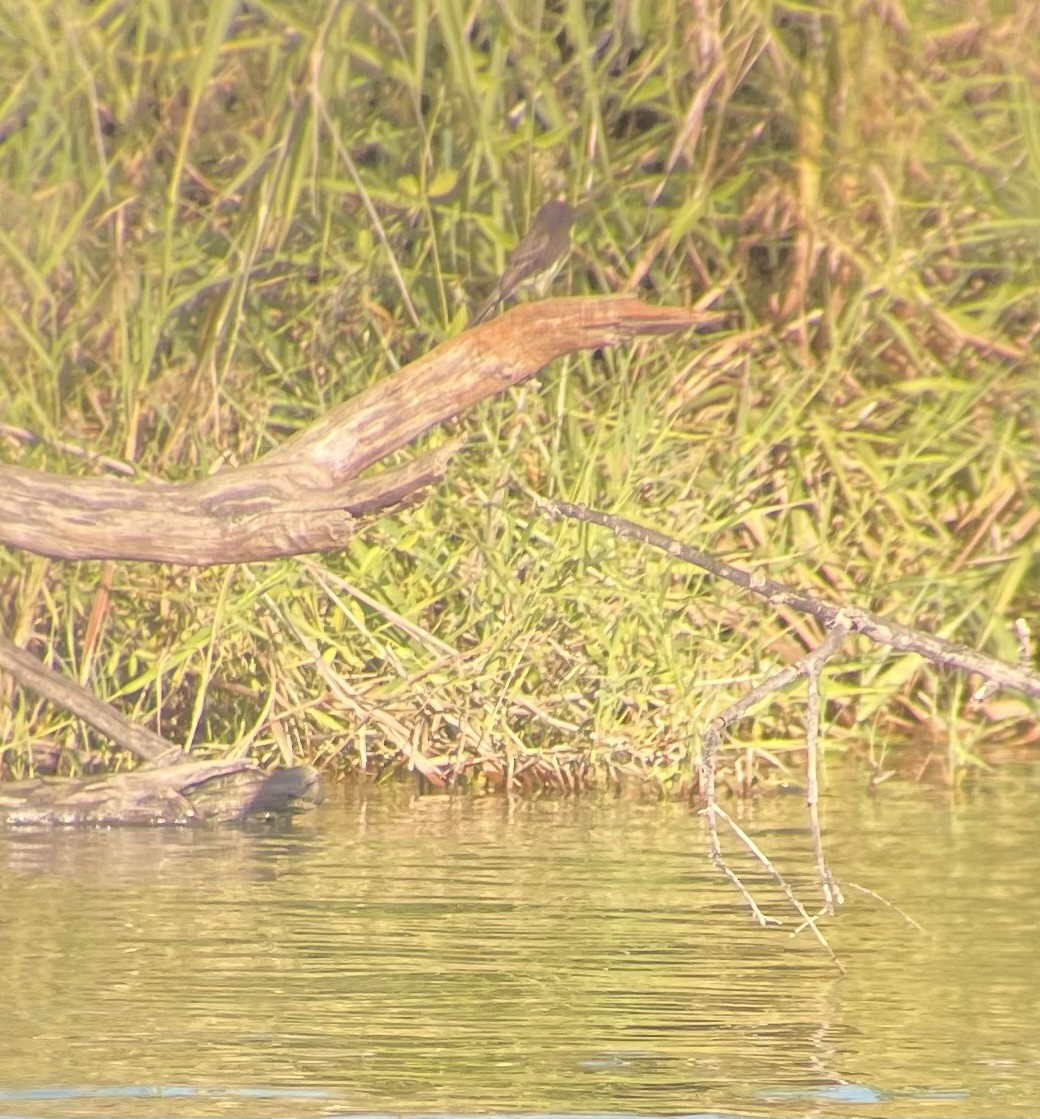 Black Phoebe - ML645028891