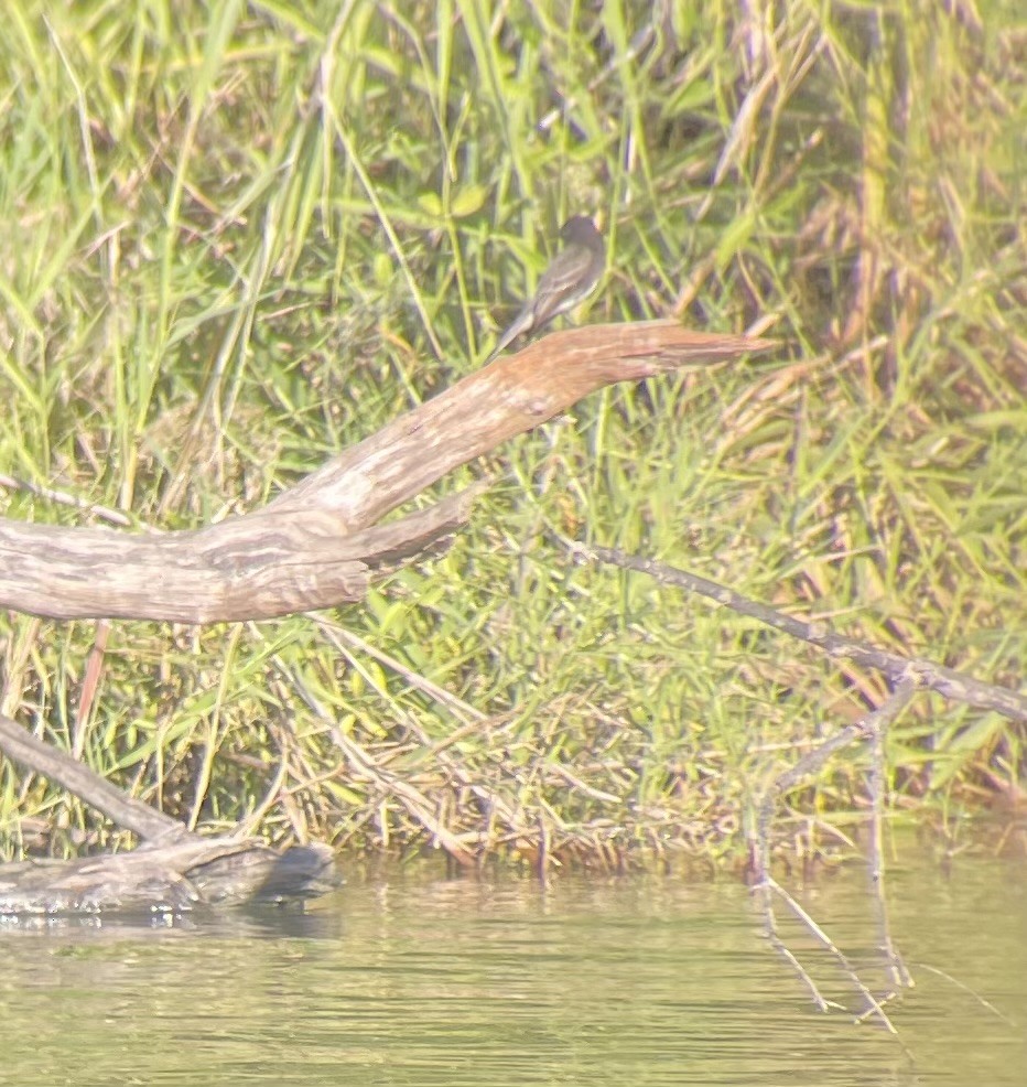 Black Phoebe - ML645028892