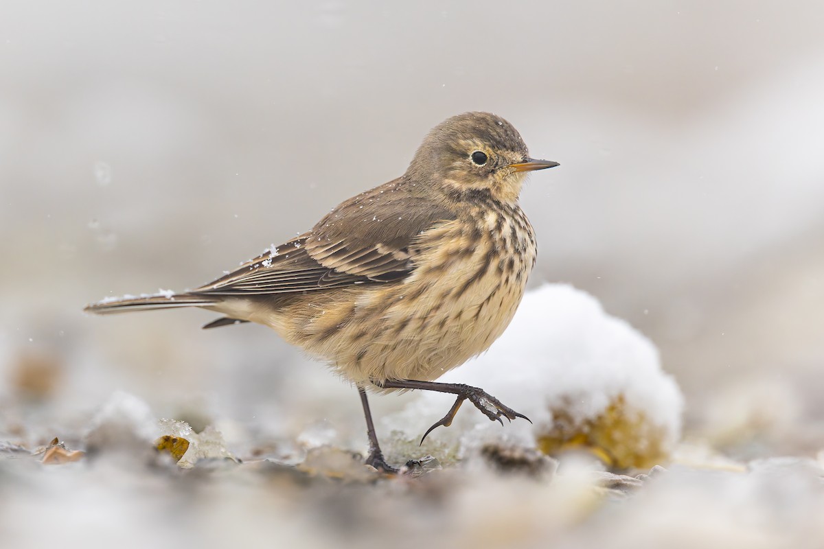 American Pipit - ML645028902