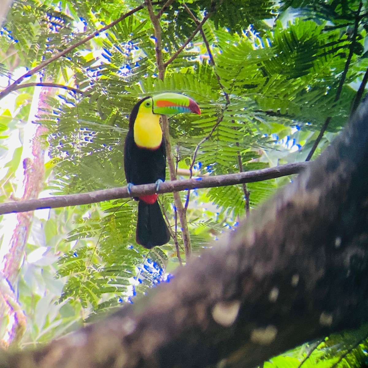 tukan středoamerický - ML645028908