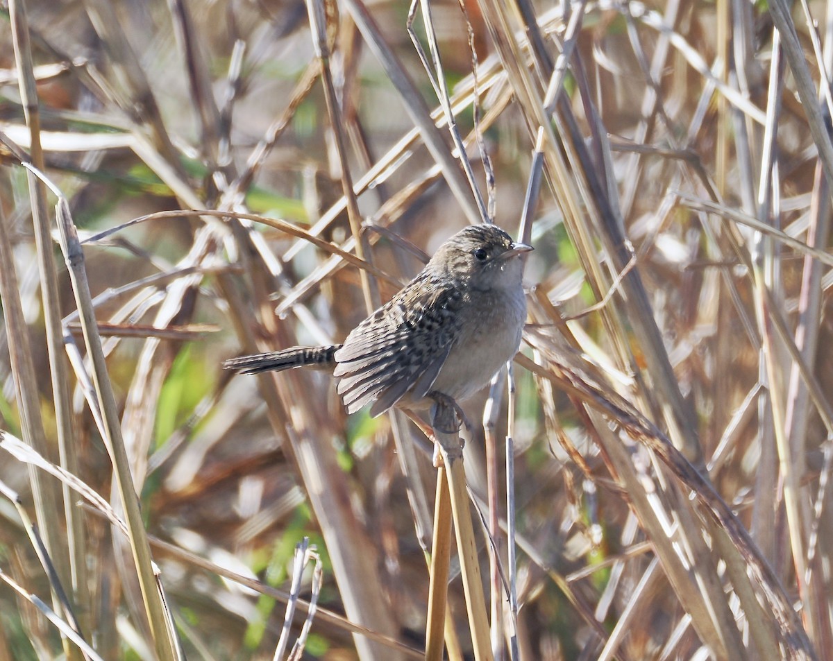 Sedge Wren - ML645028910