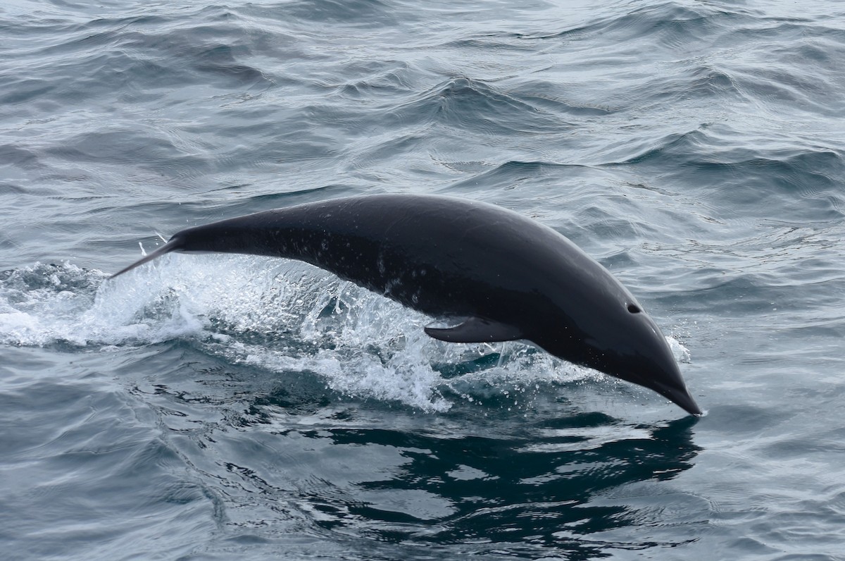 Northern Right Whale Dolphin - ML645028914