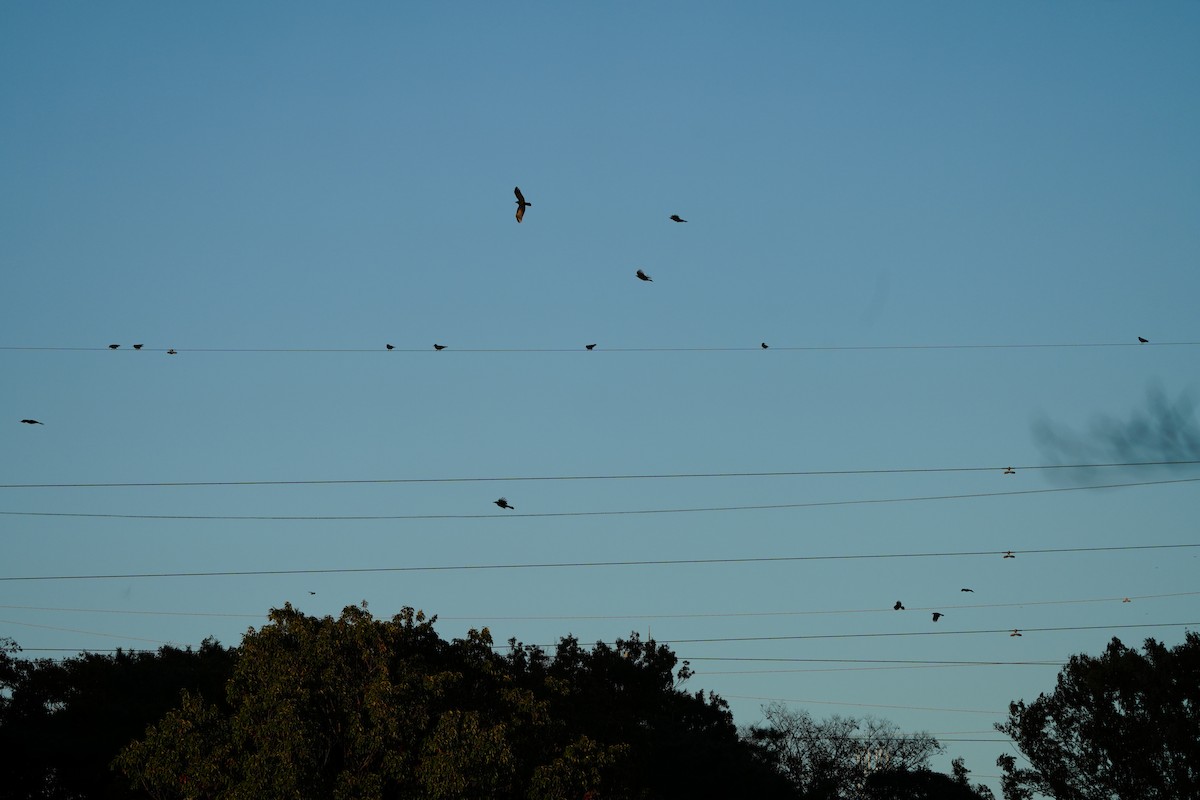 巨嘴鴉 - ML645028926