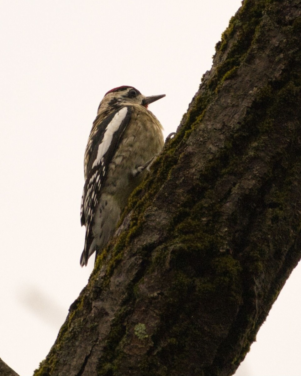 Yellow-bellied Sapsucker - ML645028927