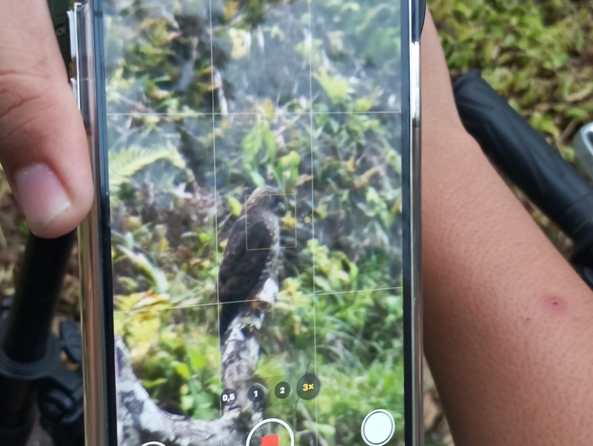 Broad-winged Hawk - ML645028933