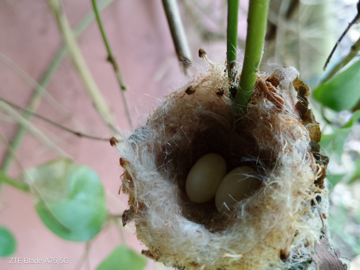 Glittering-bellied Emerald - ML645028944