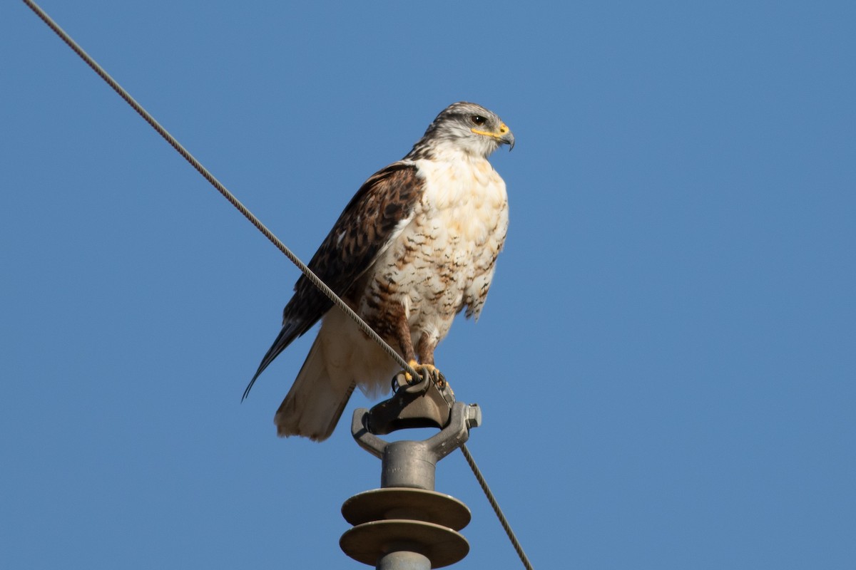 kongevåk - ML645028952