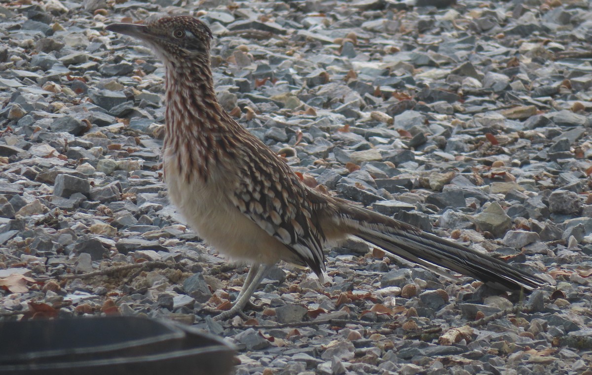 Greater Roadrunner - ML645028953