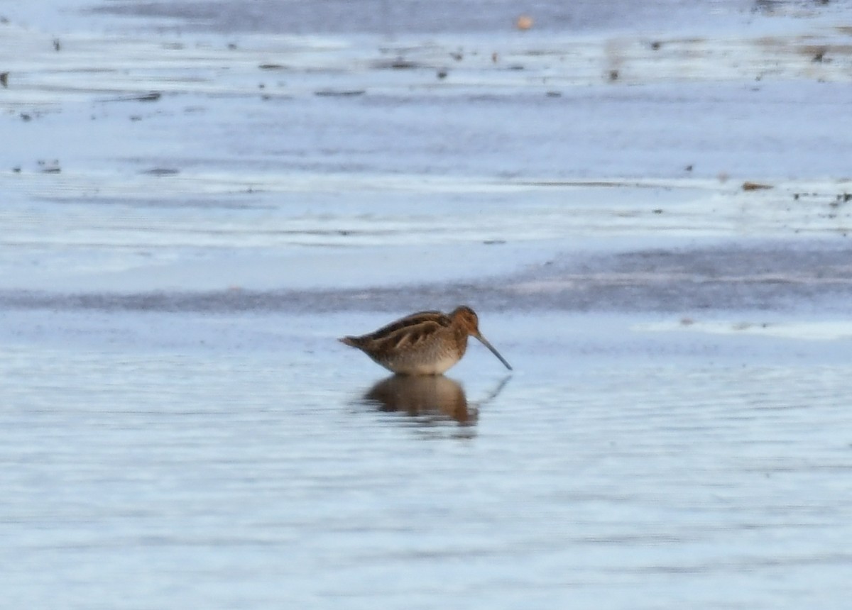 Wilson's Snipe - ML645028964