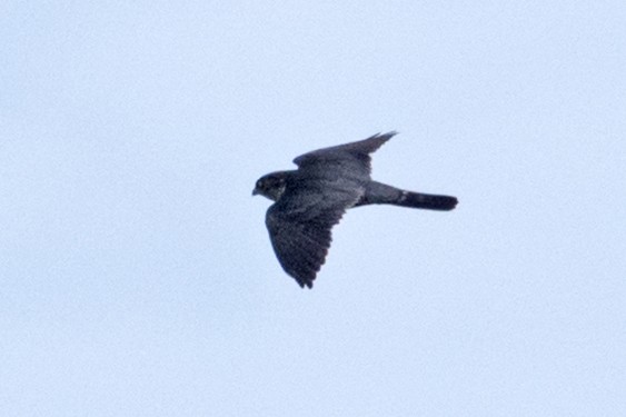 灰背隼 - ML645028991